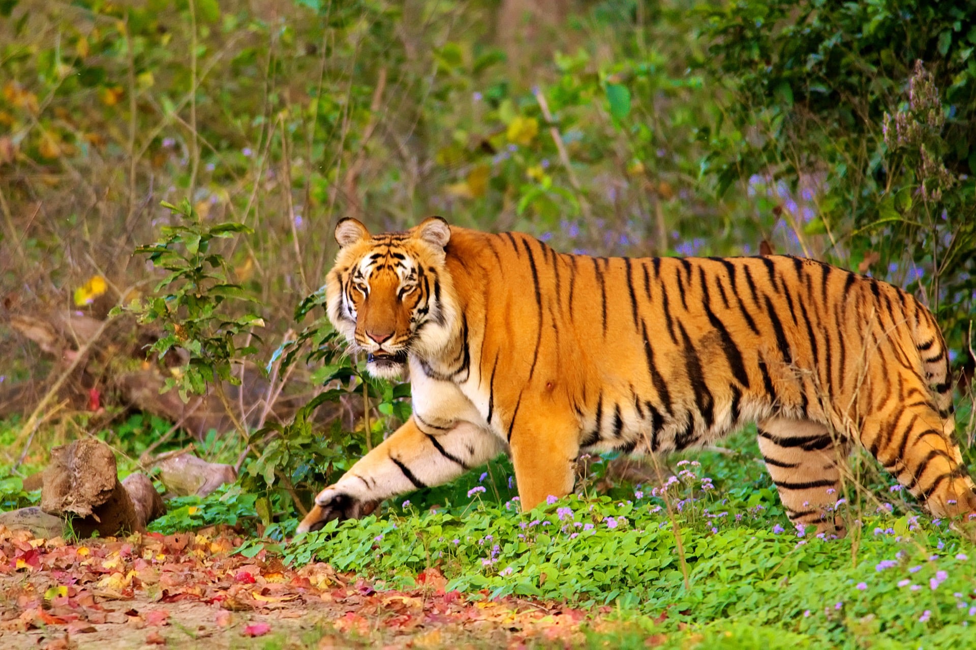 Jim Corbett National Park, Uttarakhand
