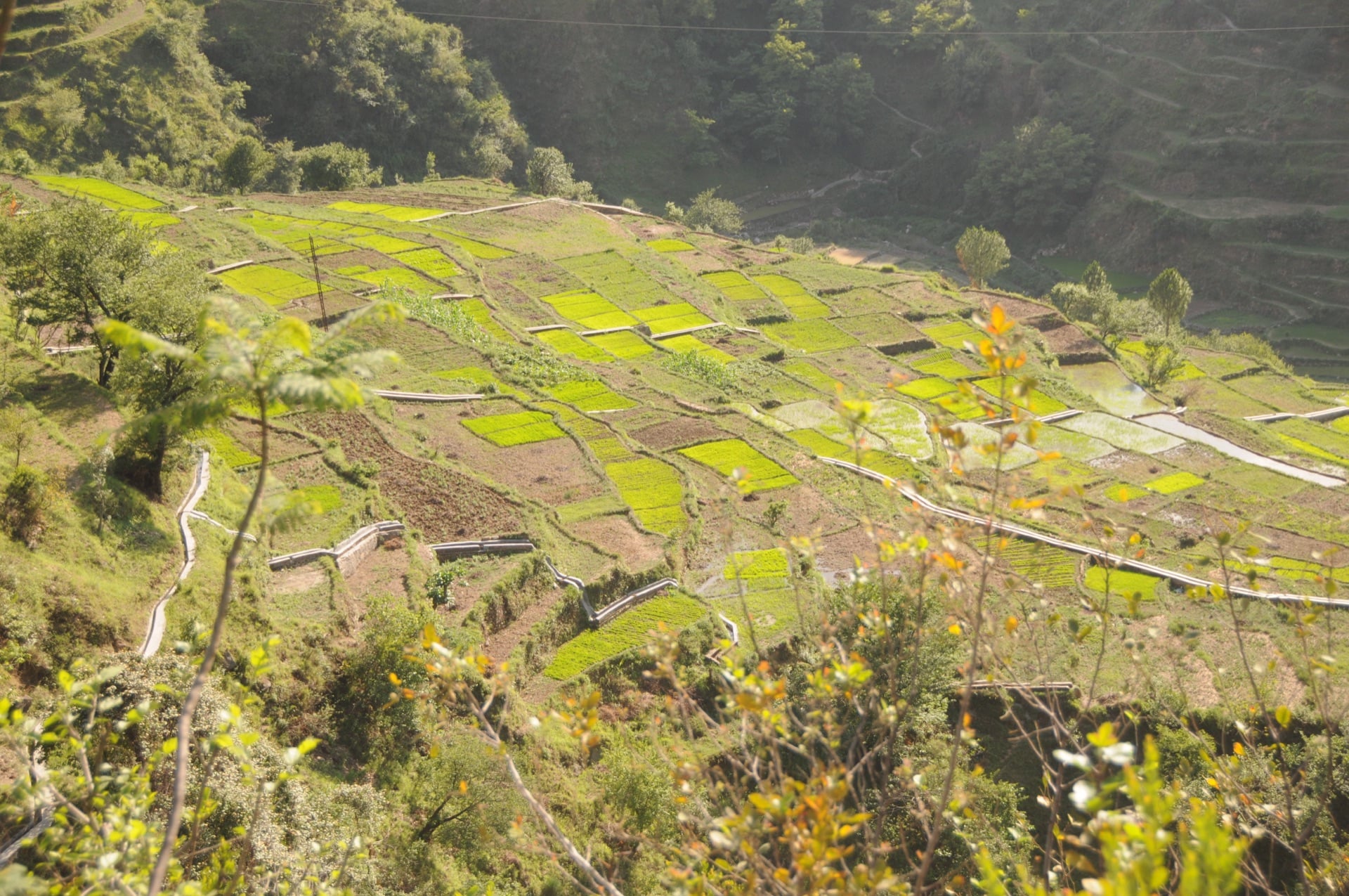 Terrace farming and irrigation on Uttarakhand hillsides